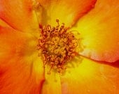 Fall Photography Print 11 x 14 Metallic Poppy Image Autumn Harvest Pumpkin Orange Bright Bold Dramatic Vivid Macro Nature Botanical Print