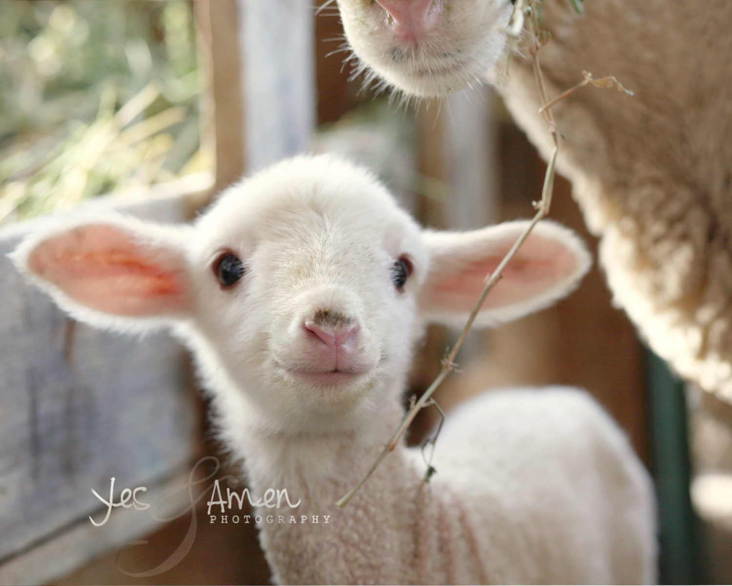 promise - fine lamb photography (and so farm fresh) 8x10 hardbacked photograph