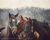 Horse Photography -  Nature Photo, Vintage Inspired and Dreamy, Rustic Cottage Decor, Home Decor, Affordable Fine Art Photography - "Nuzzle"