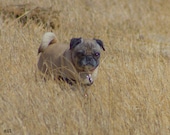 PUG Owner, DOG or ANIMAL Lover, Pug Dog, Cute and Adorable, Virgil the Rescue Pug, Perfect for any Pug or Dog Owner, Earth Tone Colors