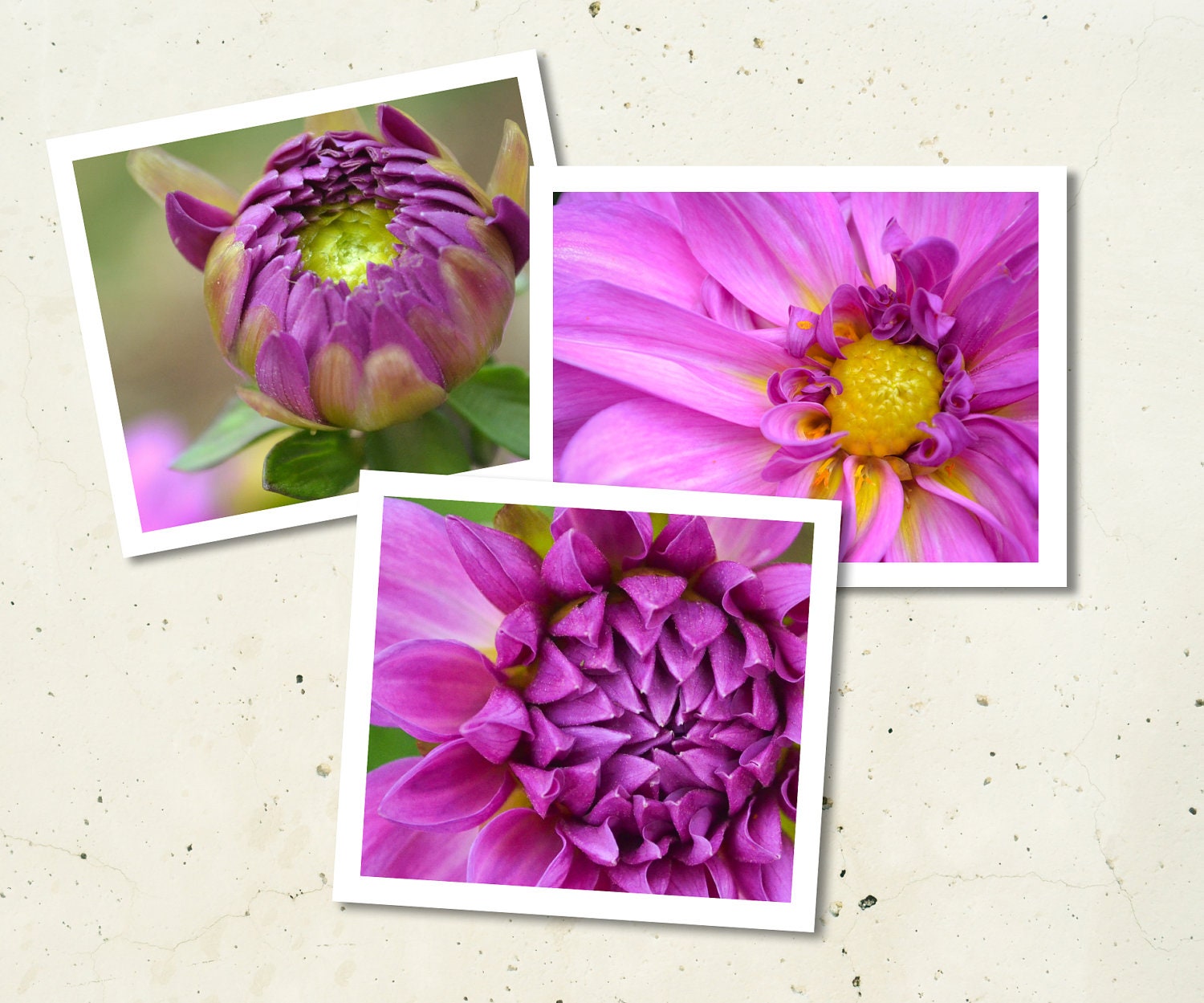Three Purple Dahlias Trio, 3 5x7 fine art photographs, Vancouver, WA