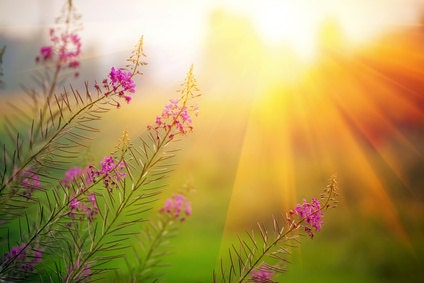 Alaskan Fireweed Perfume Oil
