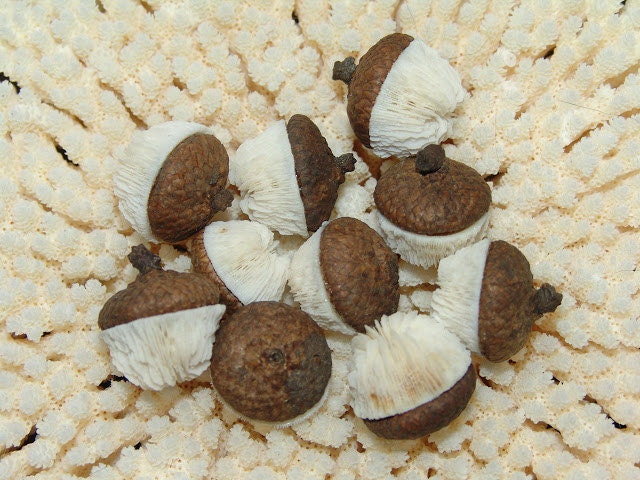 Mushroom Coral Acorns- Natural Caps with Little Button Vintage Corals