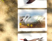 Wall Hanging, Home Decor, Vintage, 1940s, Audubon Bird Prints, Set of 3, Original, Large Sized