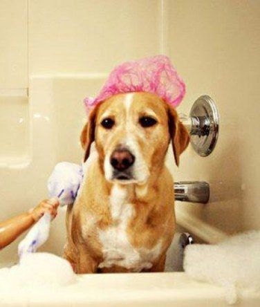 Fresh Fragrance for Dogs - Cats - Eco Friendly Biodegradable Ph Balanced Veterinarian & Professional Groomer Recommended