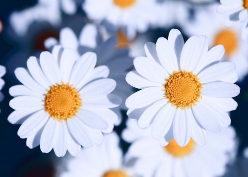 Macro Photography Flower Photography Nature photo Digital  spring flower daisy white blue wall decor4x6 Fine Art Photography print