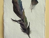 Feather watercolour original illustration painting study black crow feather