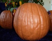 Fun-Kins. Extremely Large & Real looking 12 inch Tall 34 inch round Crafters Pumpkins