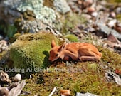 sweet tiny deer on a bed of moss kawaii 5x7 art photo spring green - LookingAtClouds