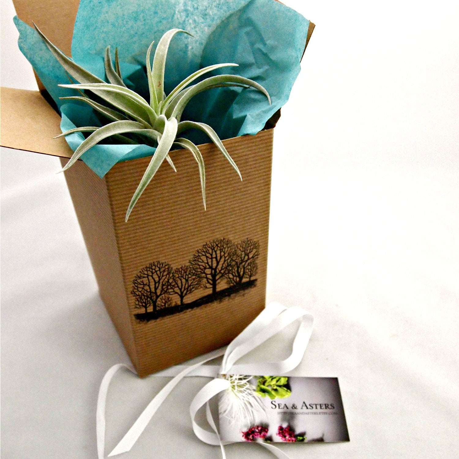 Gift Wrap // For Single Air Plant Pod , Small - Medium Size Air Plant, or Small Water drop Terrarium