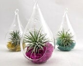 Small Water Drop Air Plant Terrarium // Choose Your Own Moss Color