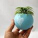 Mini Air Plant Container Pod - Hello Chalkboard // Mint // Planter // Living Home Decor // Gifts Under 20