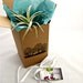 Gift Wrap // For Single Air Plant Pod , Small - Medium Size Air Plant, or Small Water drop Terrarium