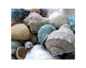 Aqua  Seashells, 10 x 8, Fine Art Photograph, Tan, Taupe, Ivory, White, And Aqua Shells...Macro Modern