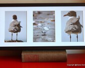 Beach Bird 3 5x7s Photographs Beach, Birds, Seashells