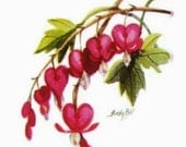 Bleeding Hearts -  Note Cards - Stationery