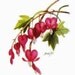 Bleeding Hearts - Note Cards - Stationery