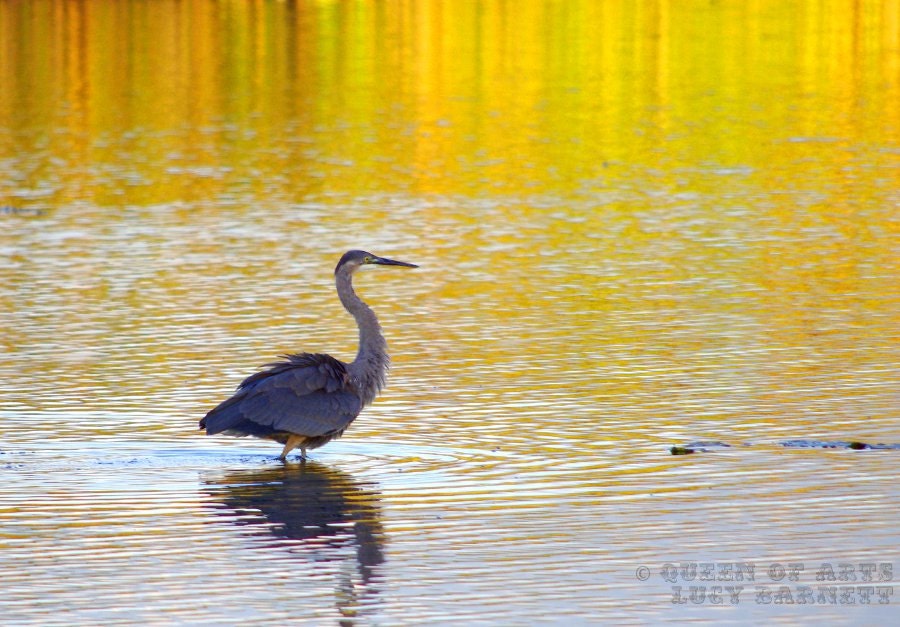 nature photography wildlife photograph great blue heron bird birder mustard rustic wall art cottage home decor periwinkle 8 x 10 whimsical