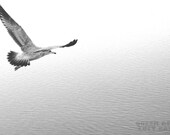 nature photography modern home decor feather affordable wall art photo grey gray black and white gull nautical beach house cottage 8 x 10