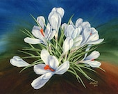 White Crocus, 14"x10" Fine Art Print from original watercolor
