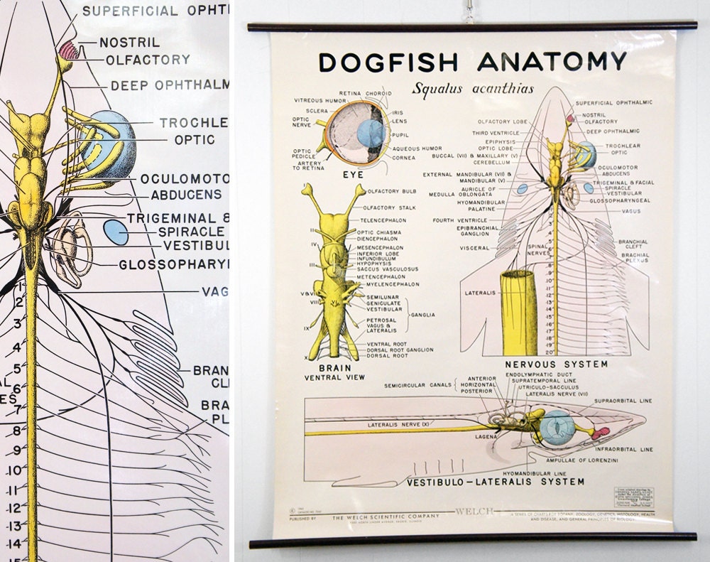 Vintage 1960's Biology Wall Chart  - Dogfish Anatomy