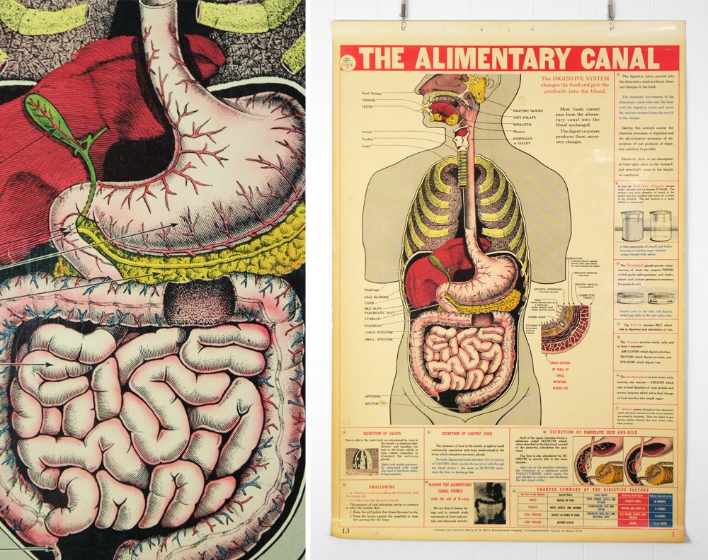 Vintage 1940's Anatomical Wall Chart  - Digestive System