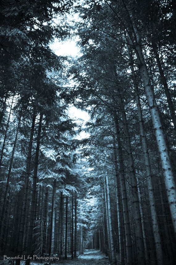 The Enchanted Forest