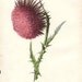 NODDING THISTLE BOTANICAL Book Plate 1906 F. E. Hulme