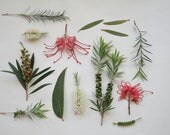 Botanicals, Arranged print 5x7" 10x15cm
