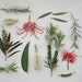 Botanicals, Arranged print 5x7" 10x15cm