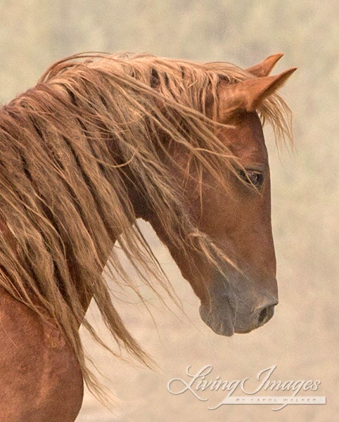 Wild Wind Close up - Wild Horse Fine Art Photograph