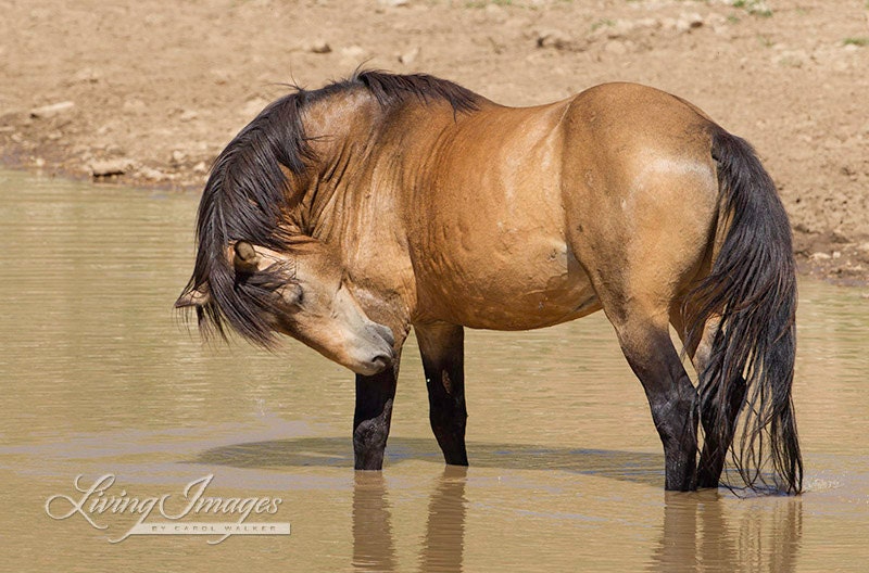 In the Water - Wild Horse Fine Art Photograph