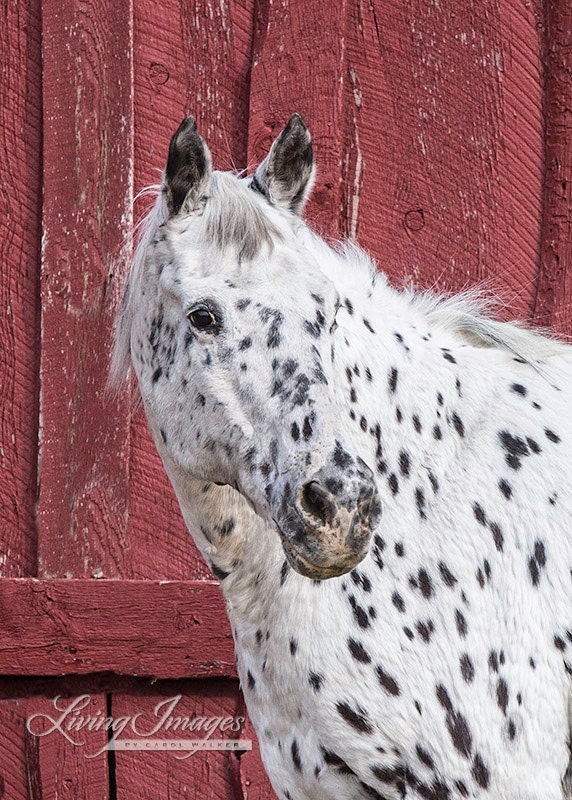 The Red Barn and the Spotted Horse - Fine Art Horse Photograph
