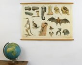 Vintage Animal Chart, Pull Down Educational Chart, In the Jungle