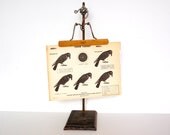 Vintage Winchester Crow Shooting Target (12 x 9 inches) - Collectible, Home Decor, Paper Projects, and more