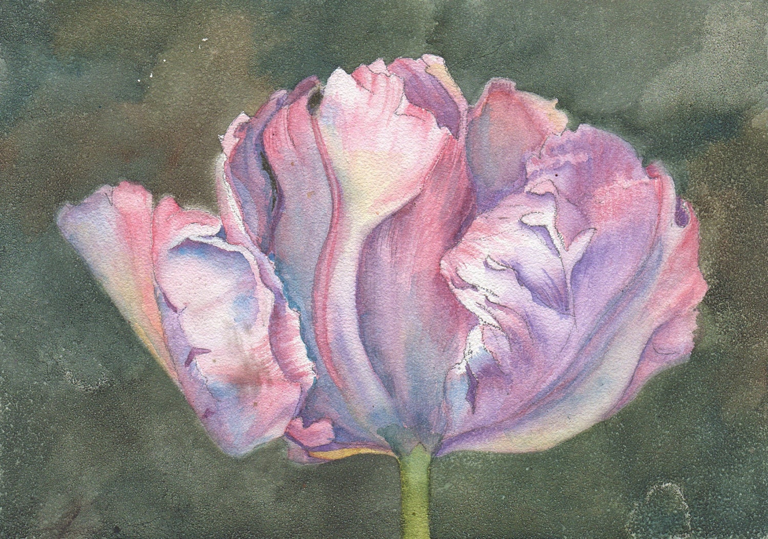 Print of Salmon Pink Parrot Tulip 5 x 7" Watercolor Painting