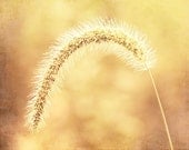 Nature Photography - gold yellow art print grass country rural wall art nature golden botanical photo - 11x14, 8x10 Photograph, "Amber Wave"