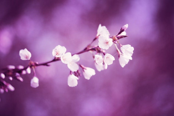Purple Wall Art - flower white color photography floral violet spring art print purple nature wall art botanical - 8x12 Photograph, "Dainty"