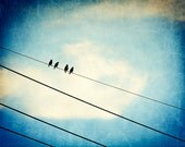 Bird on wire photography - blue white cream beige black dark blue wall print telephone wires sky nursery - 8x10 Photograph, "Four of a Kind"