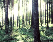 Emerald forest photo 20x20cm (8x8inches) Nature photography Woodland Natural home decor Wall decor Trees sun Summer