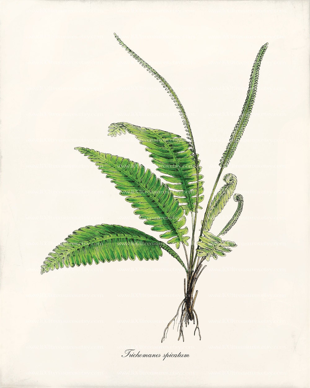 Antique Fern Art Print - 8x10 - Trichomanes spicatum