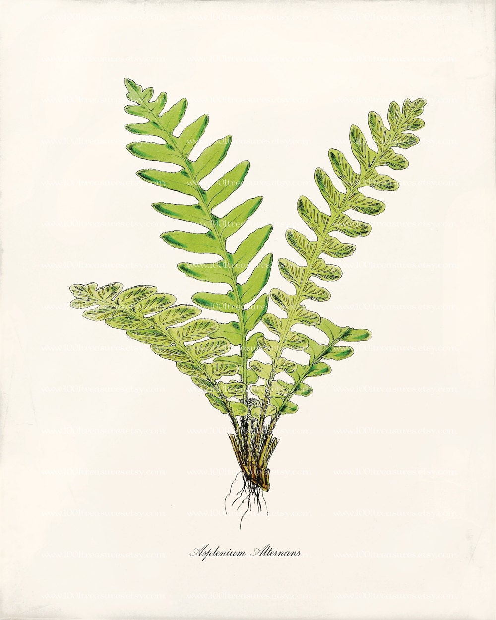 Antique Fern Art Print - 8x10 - Asplenium Alternans