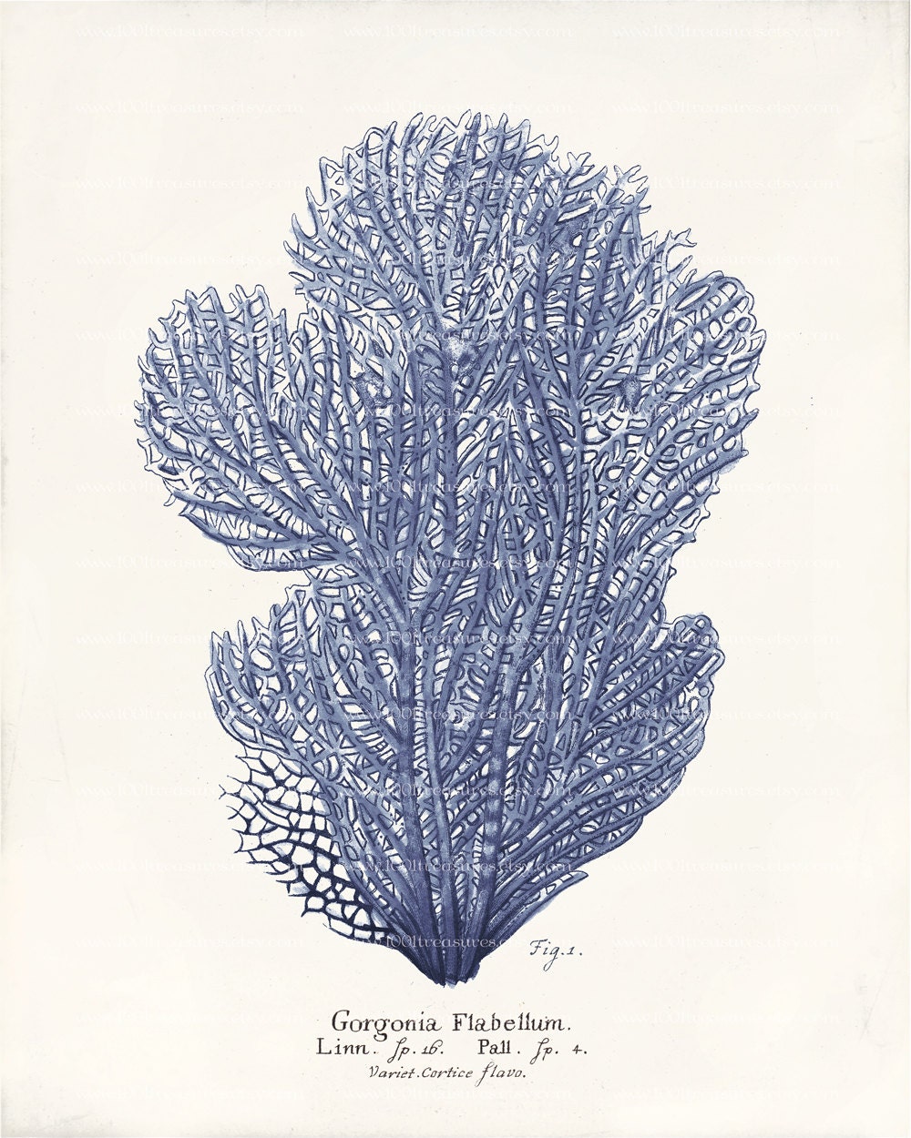Antique Blue Coral Art Print - 8 x 10 - Natural History - Gorgonia flabellum Deep Blue
