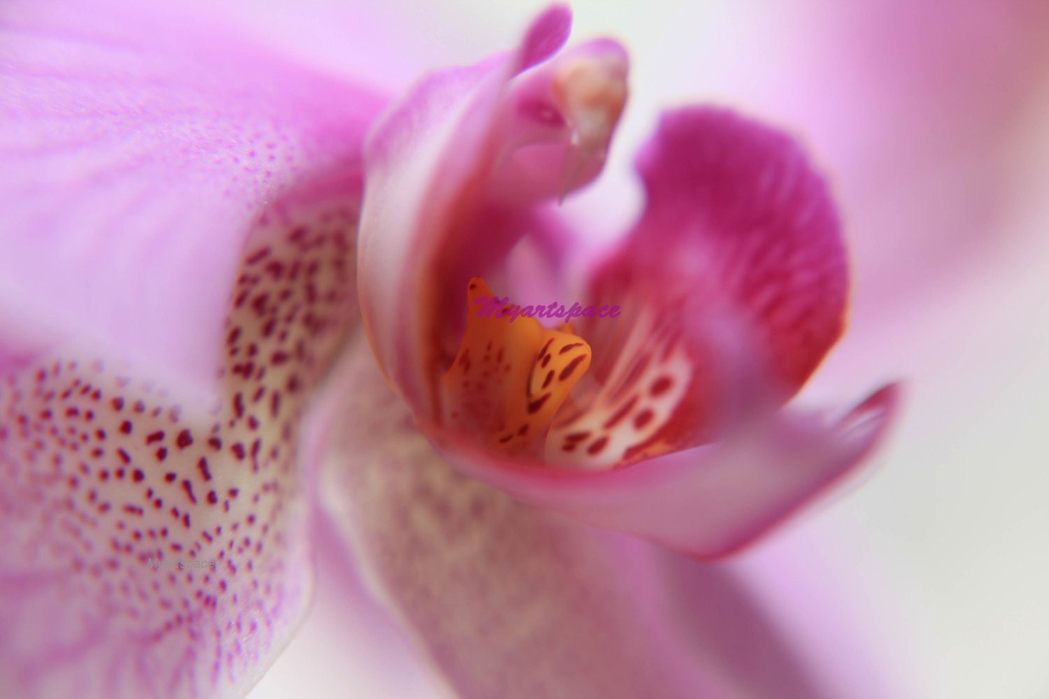 Pink Orchid macro, Fine Art Photography, Flowers, Blossom,  Fuchsia Details Orchid, Delicate, Spring macro print, Nature, 8 x 12'' - Myartspace