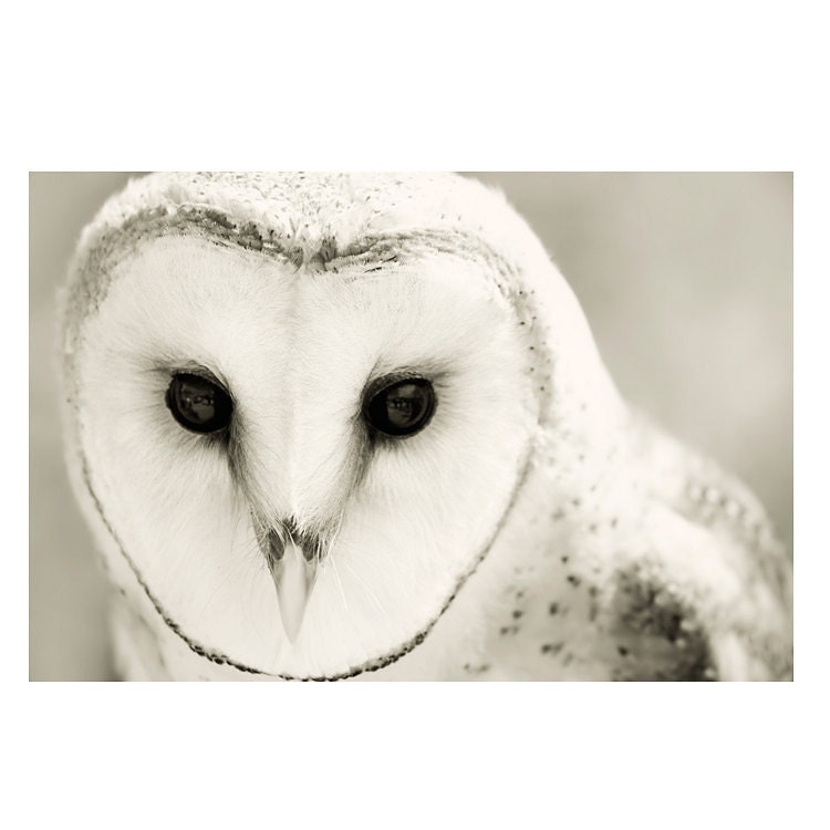 Holiday Owl Photography / black white woodland nature home decor / vanilla cream minimal / 8x12 photograph print / "Whiter Shade of Pale"