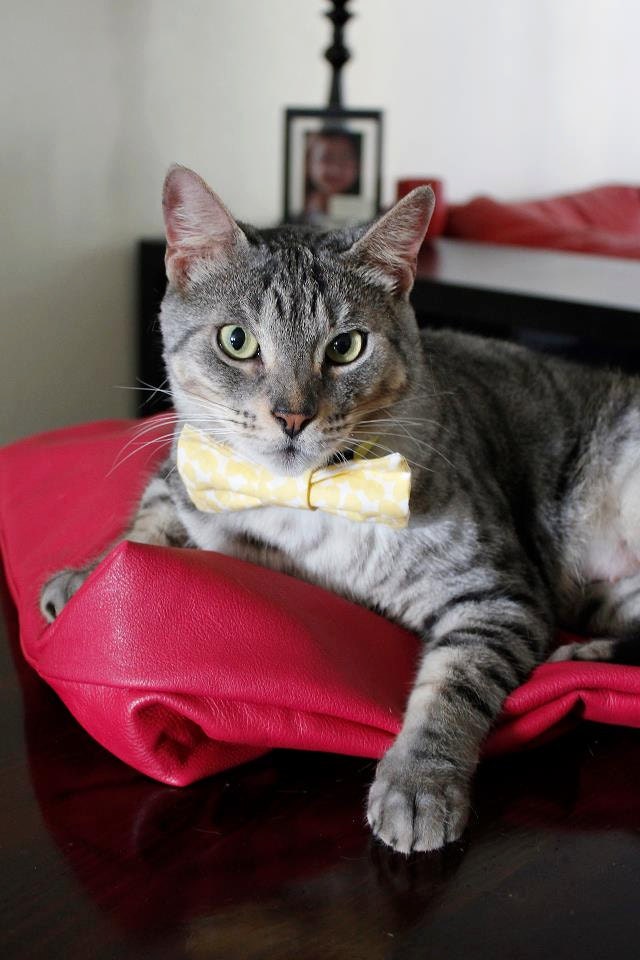 Mini Yellow & White Boys will be Boys Bow Tie