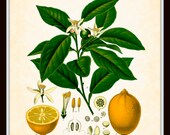 Antique Lemon Botanical Art Print 8x10 - Series Kohler Medicinal Plants 1887