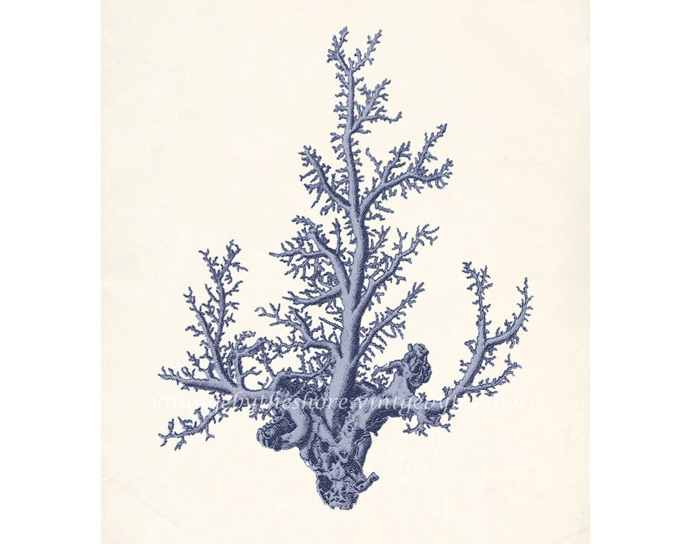 Antique Coral Illustration No. 1 Wall Decor Art Print 8x10 ocean blue