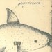 Vintage Fish Print  Sketch Drawing  Maranhao  Brazil Frei Cristovao