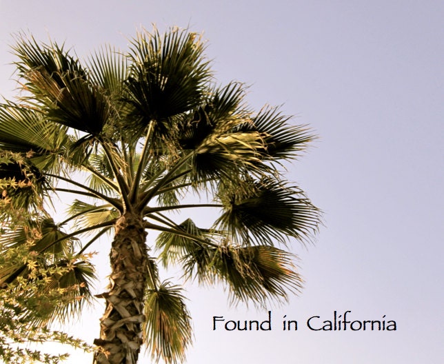 Palm Tree Photograph, Malibu, California, Fine Art Photography, 5x5 Print, Matte Photography Print, Photography of Malibu, Beach Photograph